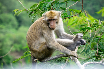 Macaca fascicularis (kera ekor panjang, monyet ekor panjang, long-tailed macaque, crab-eating monkey, cynomolgus macaque) on the tree