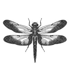  Dragonfly in Old OverPrint Style