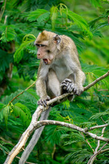 Macaca fascicularis (kera ekor panjang, monyet ekor panjang, long-tailed macaque, crab-eating monkey, cynomolgus macaque) on the tree