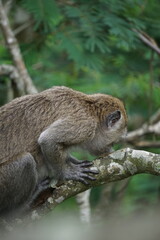 Macaca fascicularis (kera ekor panjang, monyet ekor panjang, long-tailed macaque, crab-eating monkey, cynomolgus macaque) on the tree