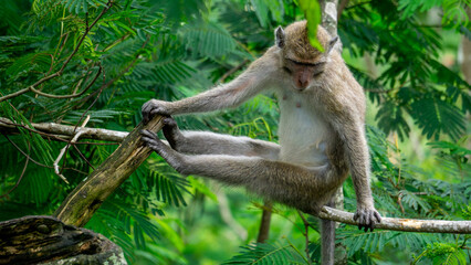 Fototapeta premium Macaca fascicularis (kera ekor panjang, monyet ekor panjang, long-tailed macaque, crab-eating monkey, cynomolgus macaque) on the tree