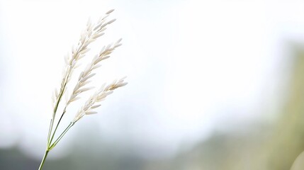 Obraz premium A delicate grass stem with soft, white flowers against a blurred background.