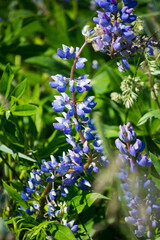 Fototapeta premium The Lupines