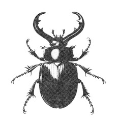Stag Beetle Insect Illustration on White Background in Old OverPrint Style