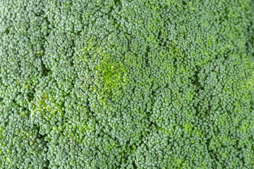 Freshly picked broccoli florets background backdrop. Fresh organic vegetables concept