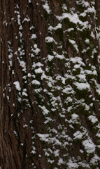 Snow Covered Bark in Winter