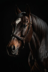 Obraz premium Elegant portrait of a horse with an expressive look. Close-up shows details: shiny coat, strong features and intelligent eyes. Ideal for animal lovers, equestrian and nature lovers