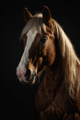 Obraz premium Elegant portrait of a horse with an expressive look. Close-up shows details: shiny coat, strong features and intelligent eyes. Ideal for animal lovers, equestrian and nature lovers