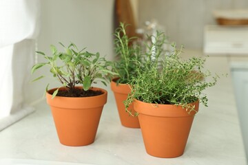 Different aromatic herbs in pots on white marble countertop indoors