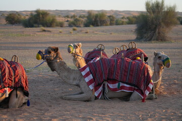 Camels in the Desert: Embark on a desert safari to witness a breathtaking sunset, accompanied by a...