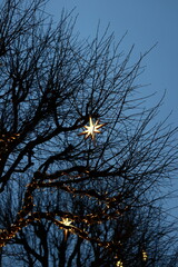 Glimmering Starry Lights Dance Among the Branches in the Beautiful Evening Sky Above