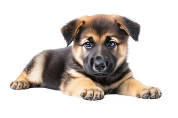 Fototapeta premium Cute Puppy with Transparent Background for Your Design Projects