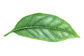 Obraz premium A Single Green Leaf, Transparent and Detailed, on a Black Background with Beautiful Veins