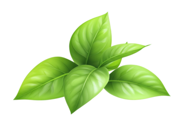 Leaves: Transparent Green Plant Life Against Black Background