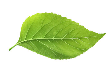 Obraz premium See-Through Leaf - Transparent Object, Nature's Design, Delicate Veins, Green Hues, Fragile Structure, Nature Wonders, Botanical Beauty, Leaf Transparency, Light Through Leaf, Visible Veins