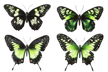 Obraz premium The Green Butterfly's Wings are Transparent, Showing a Glimpse of the Black and White Pattern Beneath.