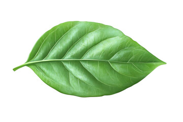 Obraz premium A Single, Green Leaf Floating in the Air, Transparent Object