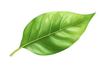 Obraz premium Seeing Through a Green Leaf: Exploring Transparency in Nature