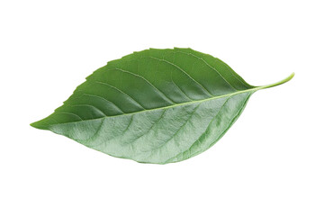 Obraz premium Exploring the Transparency of a Green Leaf with a Black Background