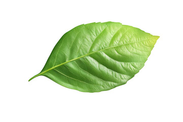 Obraz premium The Beauty of Transparent Objects: Exploring the Inner Workings of a Leaf