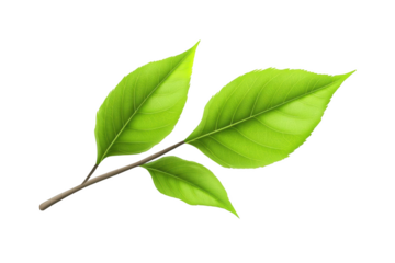 Leaves Floating Through the Air, Creating a Transparent Object Illusion