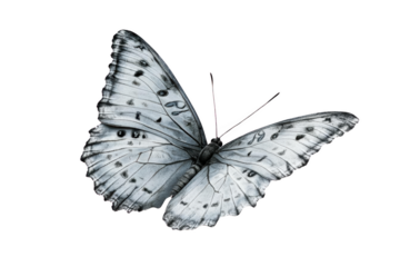 A Transparent Butterfly's Wings Showing Delicate Veins and Patterns Against a Black Background, a Stunning Example of Nature's Transparency