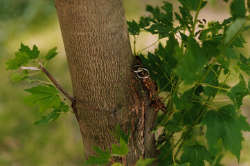 Wedding Rings Nestled in a Tree Bark Surrounded by Green Leaves