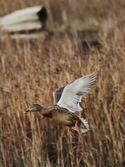 flying duck over a pond