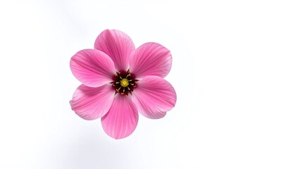 Obraz premium A pink flower against a white background