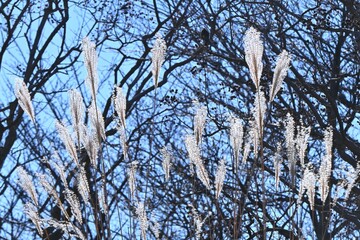 Japanese Pampas Grass shining in the backlight. A feature of late autumn in Japan. Seasonal natural background material.