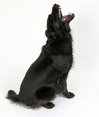 Obraz premium A 1.5-year-old Border Collie is sitting and looking away