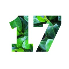 Design number 17 with leaf texture on white background.