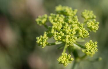 Close-up of a green parsnip (Pastinaca sativa) growing outdoors. There is space for text
