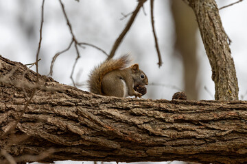 Red squirrel eating nuts in a tree