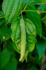 a plant with the name Piper betle L with its fruit