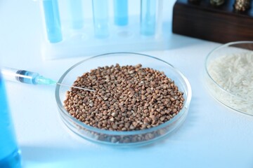 GMO concept. Petri dishes with cereal grains and syringe on white table, closeup