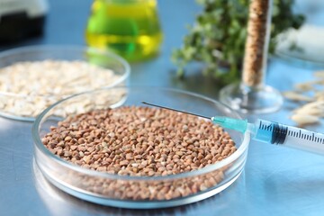 GMO concept. Different raw grains in petri dishes, microgreens, syringe and other equipment on table in laboratory, closeup