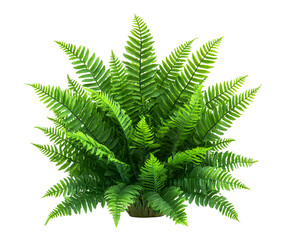 Lush Green Fern Plant with Vibrant Fronds, Isolated on Transparent and White Background