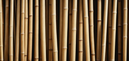Fototapeta premium Bamboo Stalks Pattern Texture Background