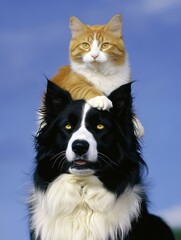 Fototapeta premium A depiction of a border collie dog where a cat is subtly hiding