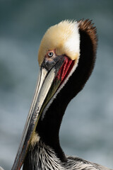 Muted Colors of Brown Pelicans Long Neck