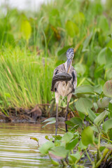 Heron with its catch