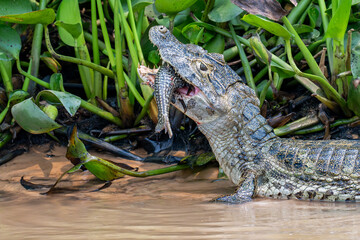 Caiman with catch of the day