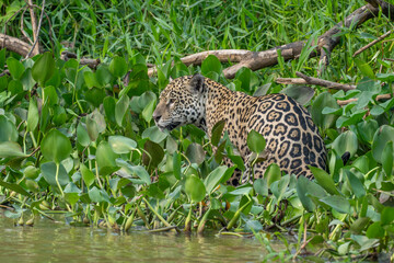 Jaguar wading in a river