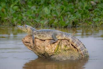juvenile caiman resting on a log