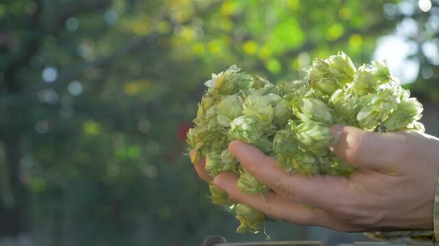 Farmer hand checks green yellow hop cones for use in brewing. Research and logistics are important for making good beer. Green background lit by sunlight