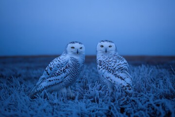 Fototapeta premium Ground-level view of arctic tundra with snowy owls, polar twilight, wildlife photography