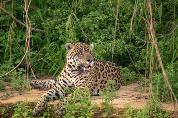 Jaguar lying at the edge of the jungle