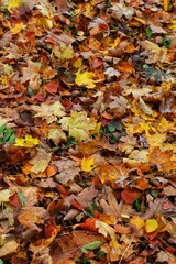 autumn leaves background