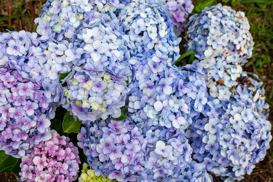 Flor Hort&ecirc;nsia (Hydrangea macrophylla)	